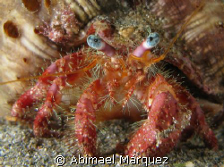 Hermit Crab, see the small crabs in the upper left of the... by Abimael Márquez 